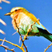 Image of Birdwatching