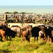 Image of Game Viewing