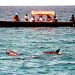 Image of Dolphin Watching
