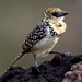 Image of Birdwatching