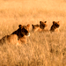 Image of Central Kalahari