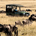 Image of Maasai Mara