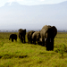 Image of Amboseli