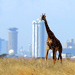 Image of Nairobi