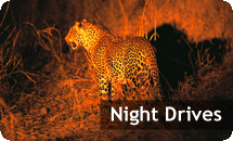 Night Drive Safaris in Zambia
