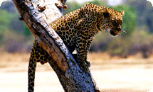 The Leopard Story