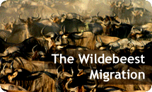 View The Wildebeest Migration
