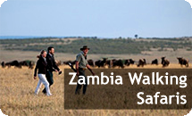 Walking Safaris In Zambia