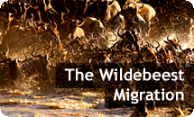 The Wildebeest Migration