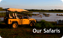 Our Safaris