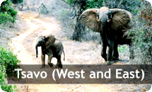 Tsavo (West and East)